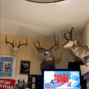 Meet your Posher, Ralph